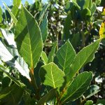 WAG bay leaf