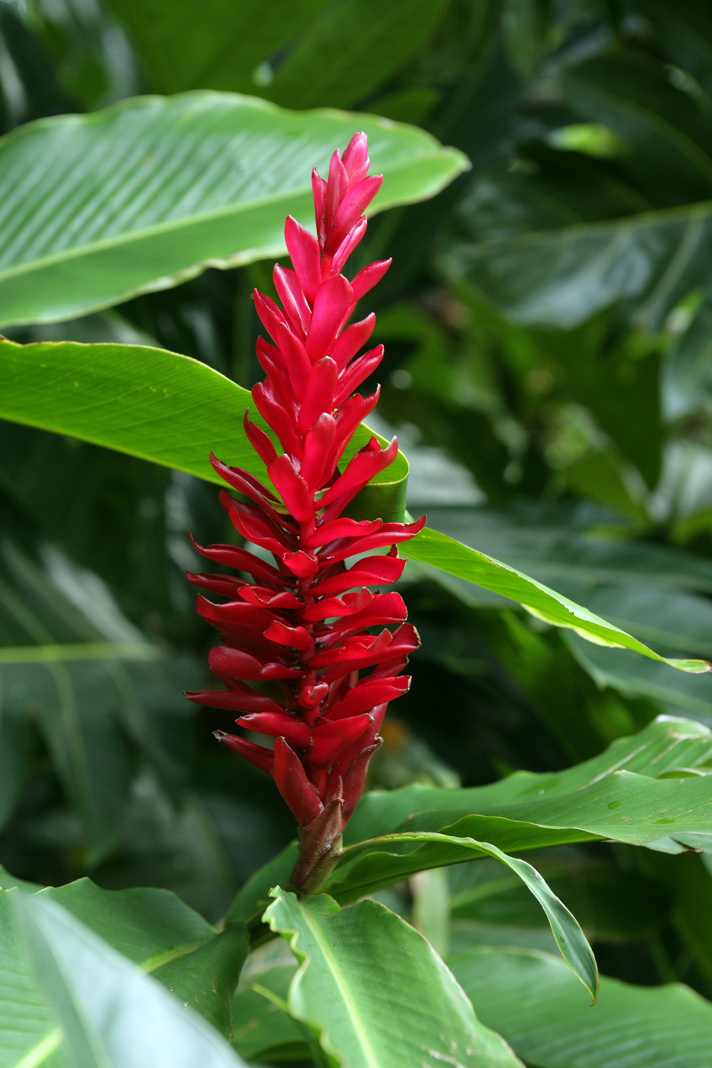 Tropical Flowers – Wailea Agricultural Group