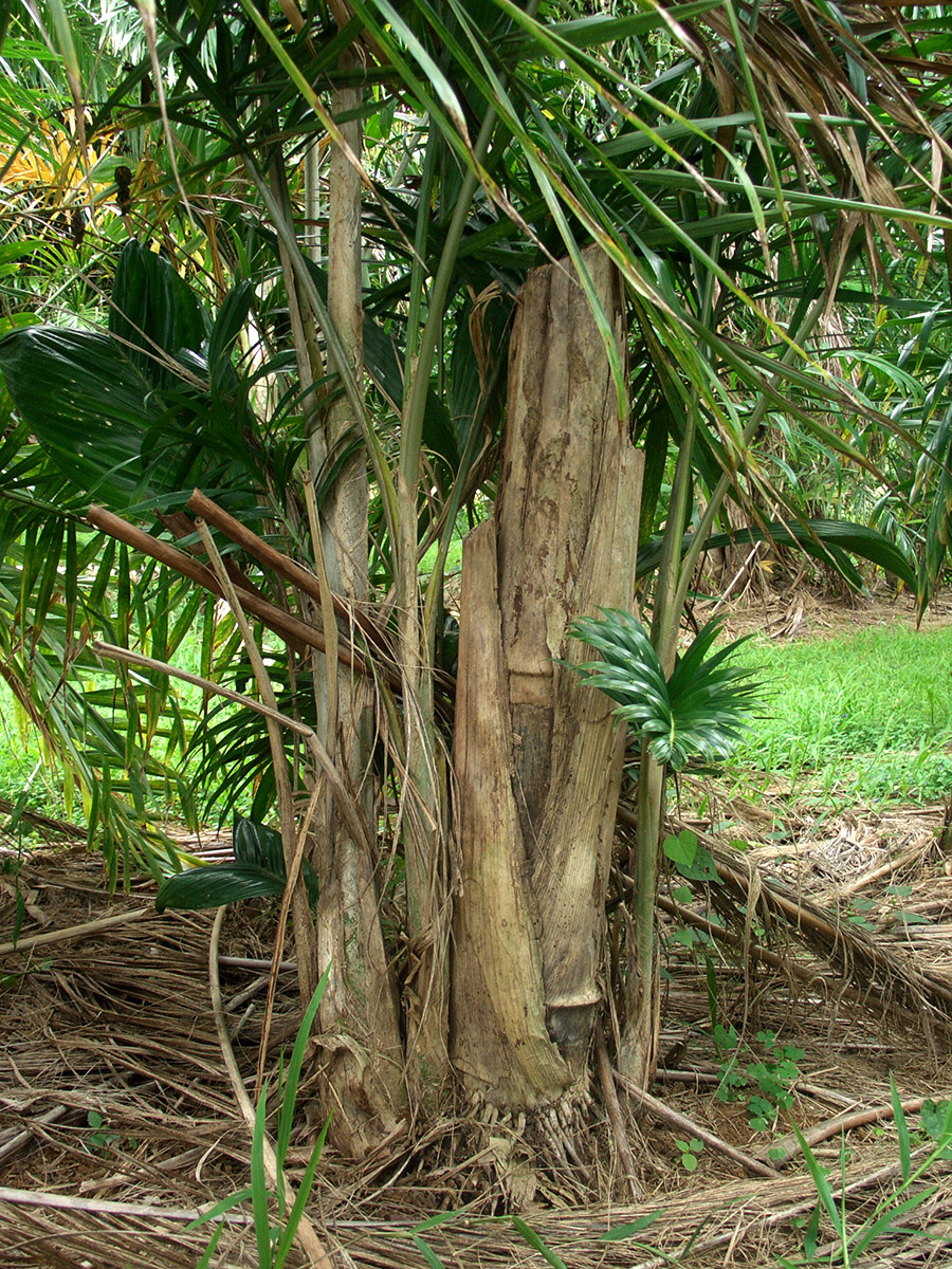 Heart of Palm – Wailea Agricultural Group